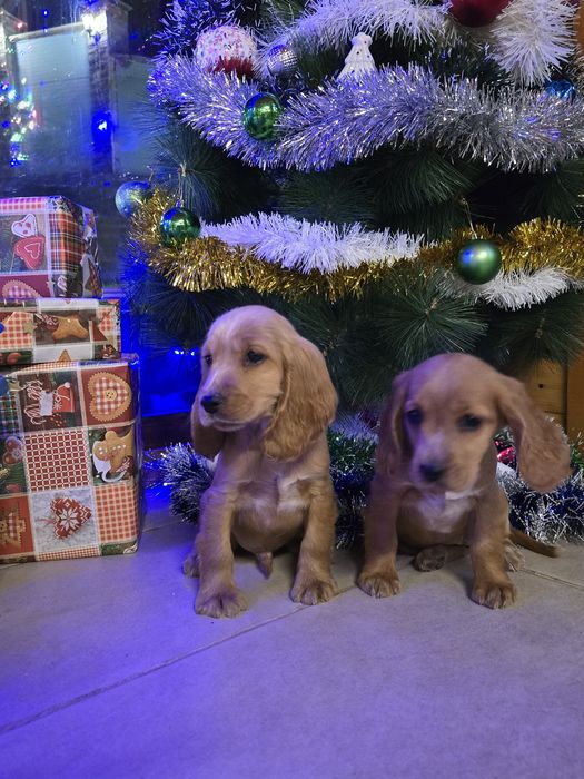 Чистокръвни Кокер Шпаньоли