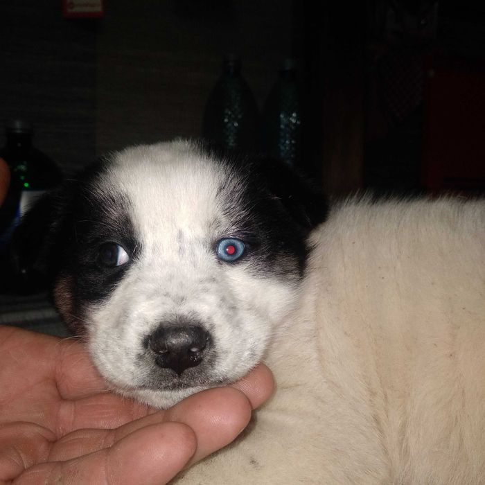 Donez 2 cățelușă sii 1 mascul sii mama haschy