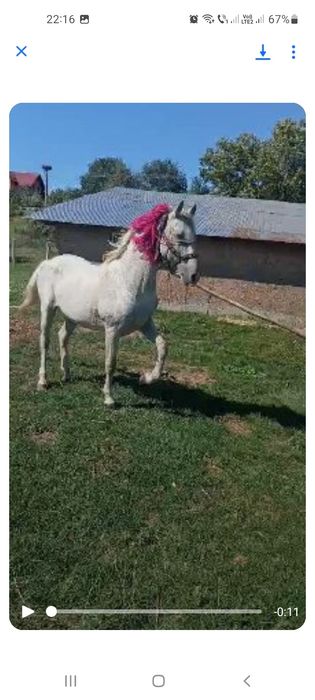 Vând un harmasar  și 2 iepe