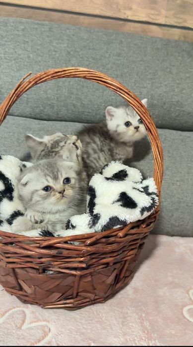 Британска късокосместа