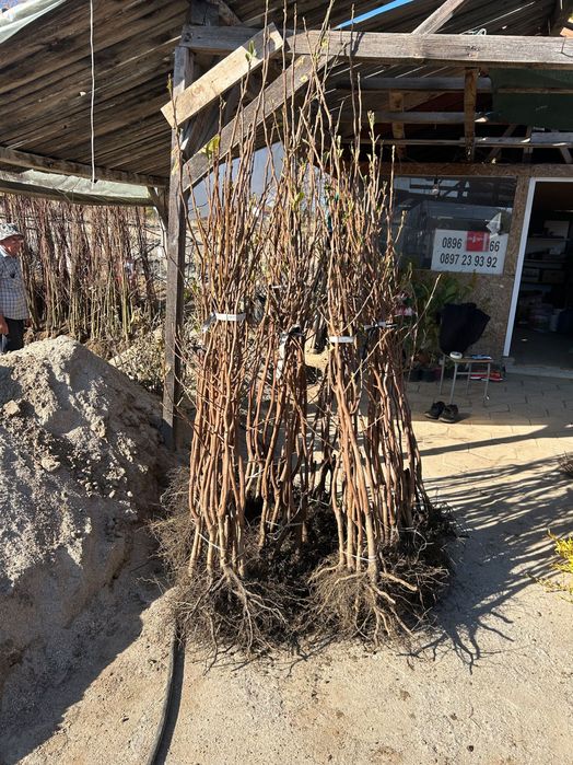 Дръвчета Райска ябълка за лкиенте на едро и дребно