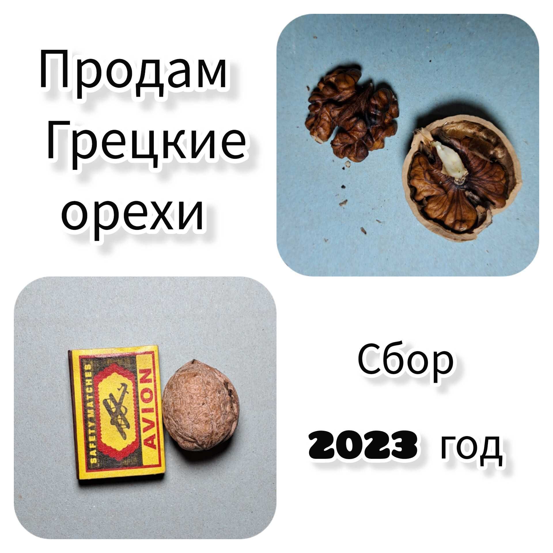 Продаю грецкиеорехи