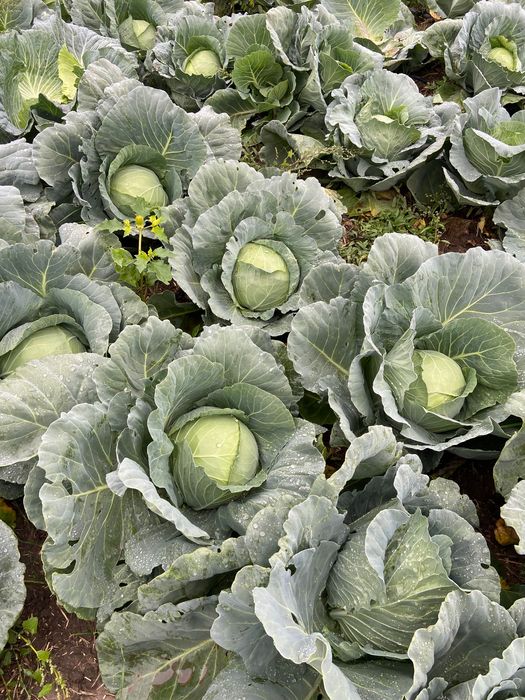 Vând varză polka f1