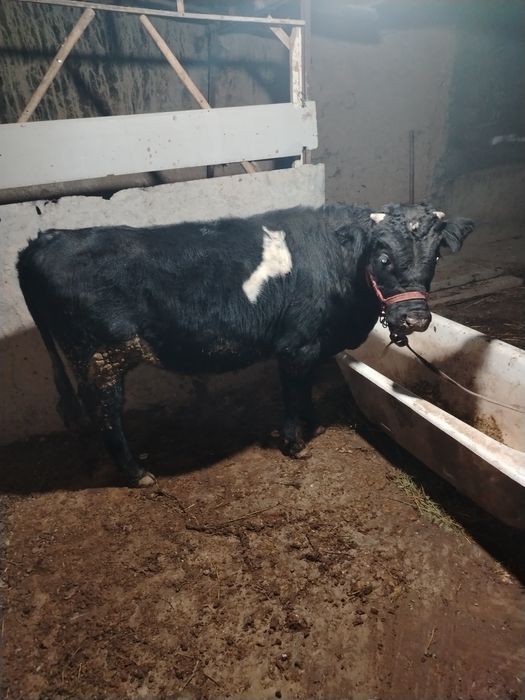 1 yoshar yeb ichshi zo'r