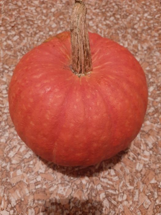 Тыква сладкая,  домашняя