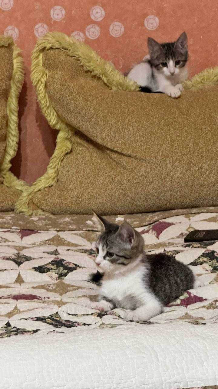 самые умные котята