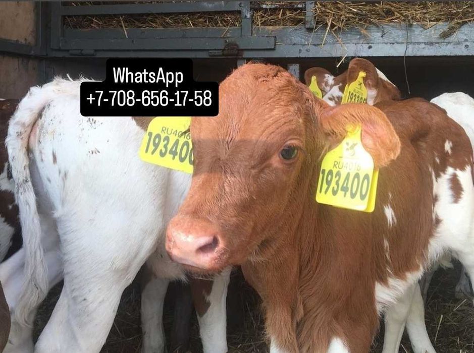 Продам бычки телята тёлочки ж