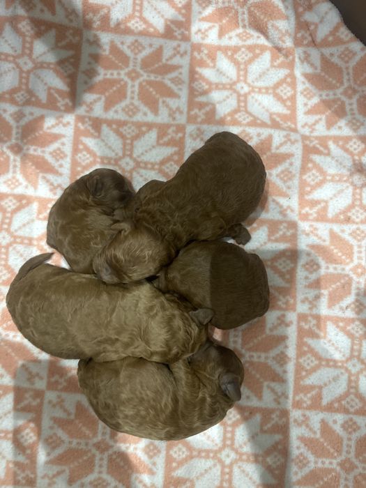 Мини Пудел  мъжко и женско