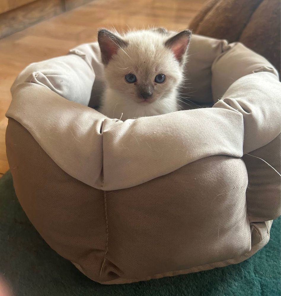 Сиамские котята чистокровные