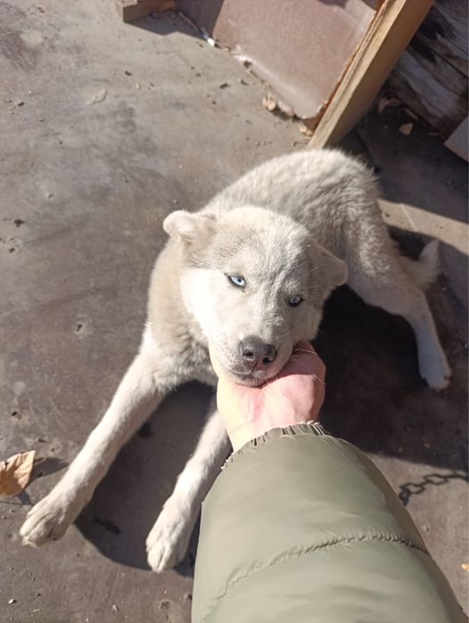 Щенок хаски в добрые руки