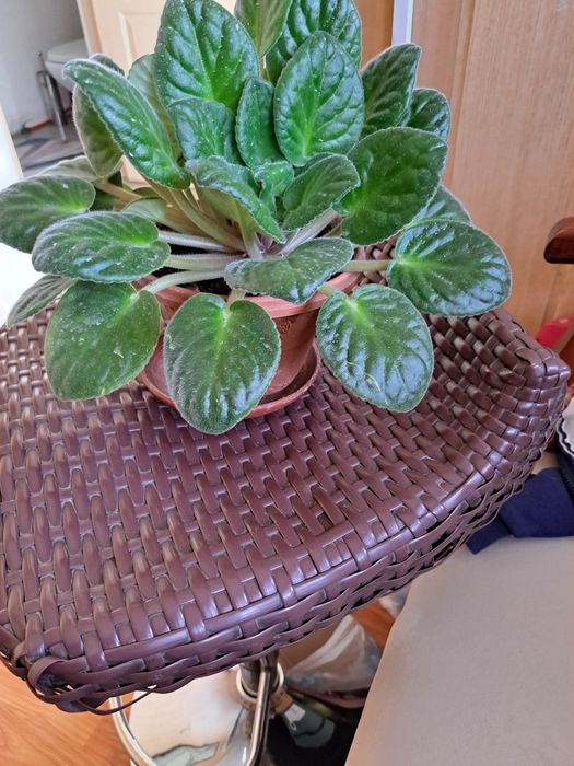 Домашние цветочки