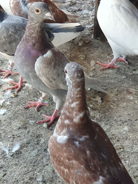 Vand porumbei voiajori si jucatori