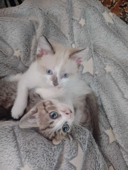 Отдам котят в добрые руки