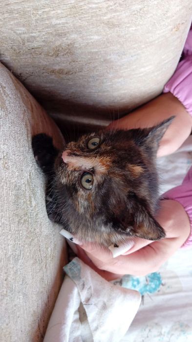 Pisicuțe spre adopție