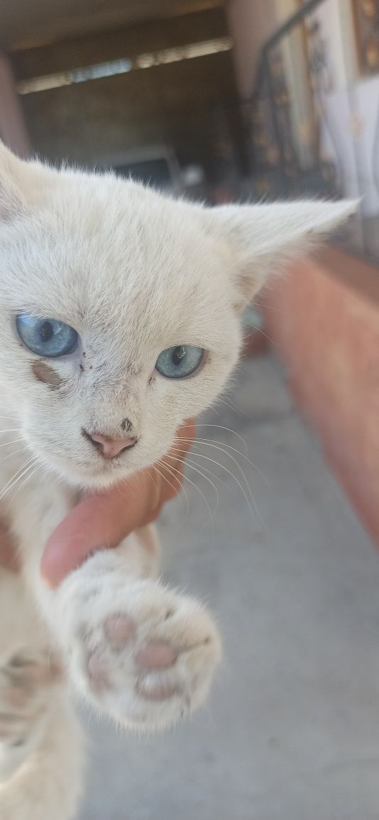 Mushuk qiz bola mas'uliyatli insonga beriladi
