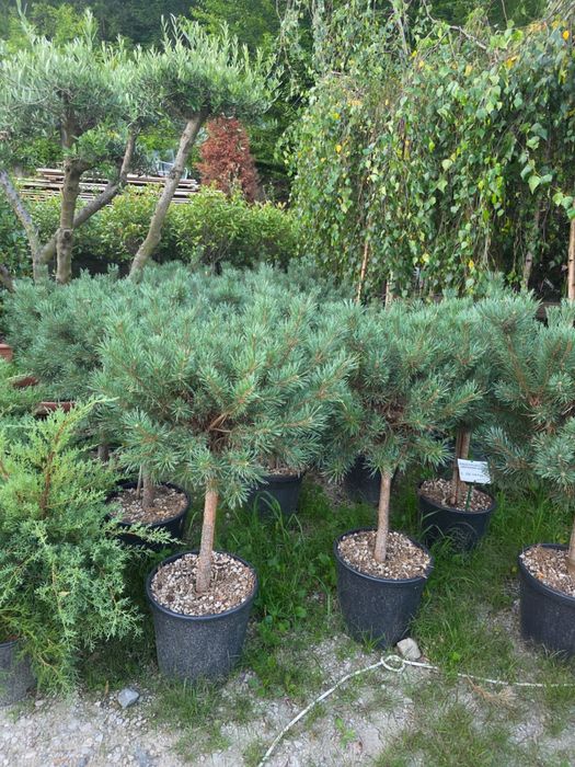 vand si amenajez gradini cu plante ornamentale