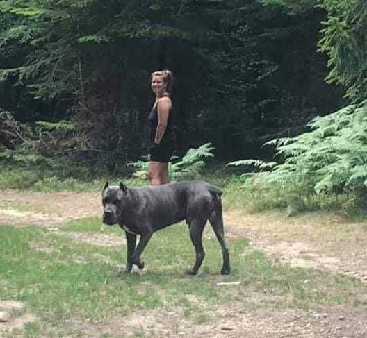 Кане Корсо Cane Korso