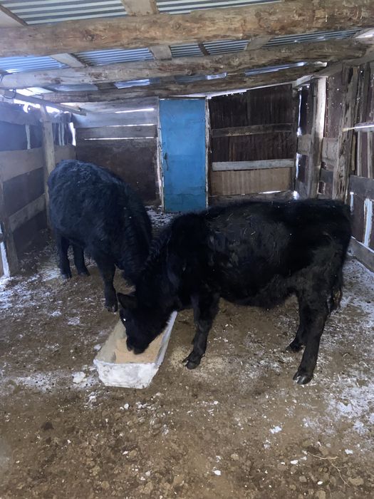 Ангус быки продам