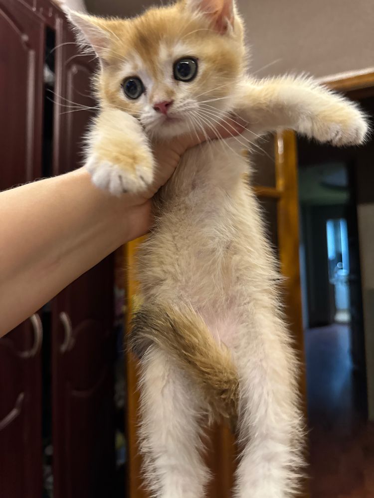 Продаются котятки, золотые и лиловые фолд