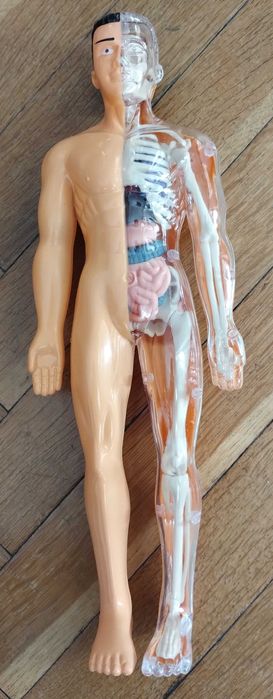 Образователна анатомична фигура - Човешко тяло 3D, 29.5см