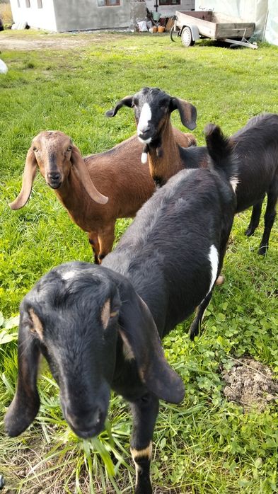 Vând 3iede anglo nubian