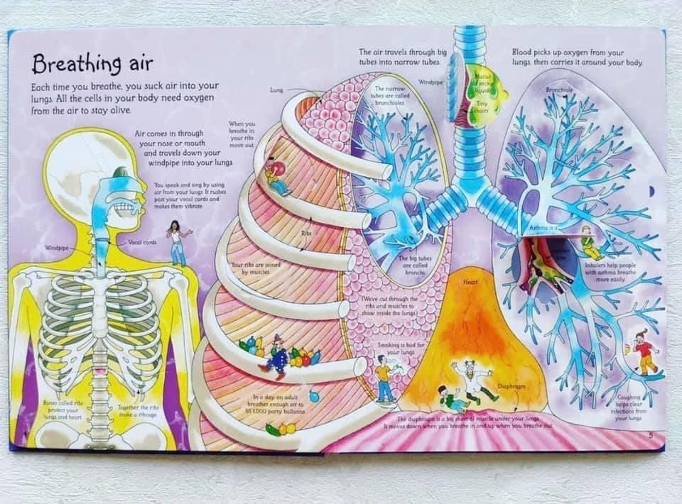 See inside your body - Usborne