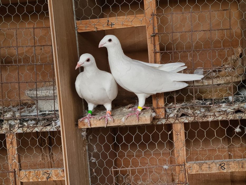 Pereche porumbei voiajori albi  și 2 femele