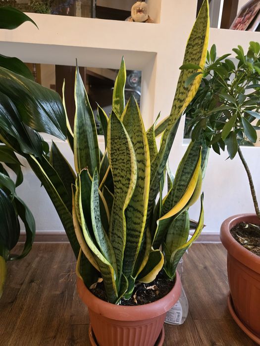 Комнатные растения в горшках