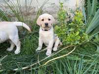 Pui Femela labrador retriever Pedegree tipA.  parinti campioni