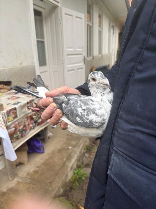 Vand voiajori ornament