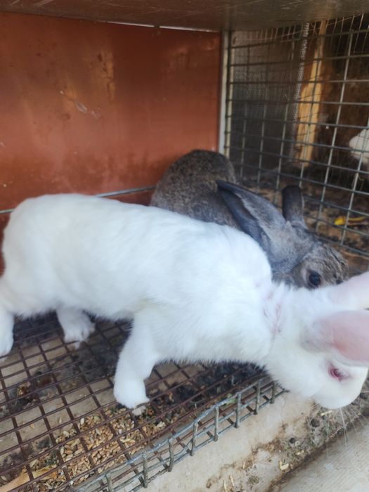 Продам кролик самец очень дёшево 2кг вес
