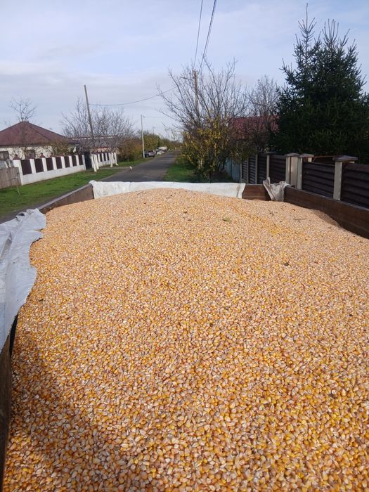 Vând porumb. 1 leu kg