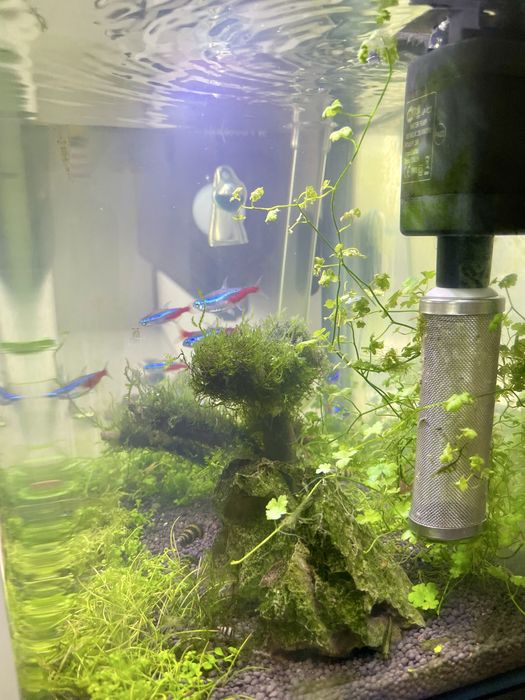 Acvariu nano complet cu pesti si creveti