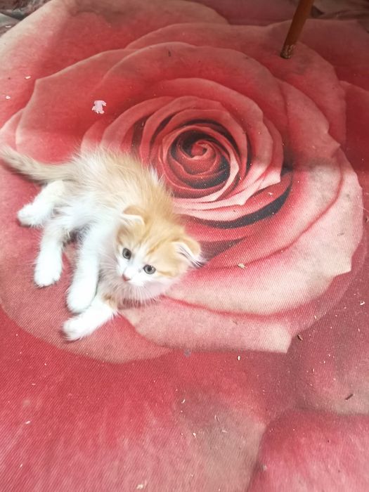 Котята зoлотая девочка скотиш фолд