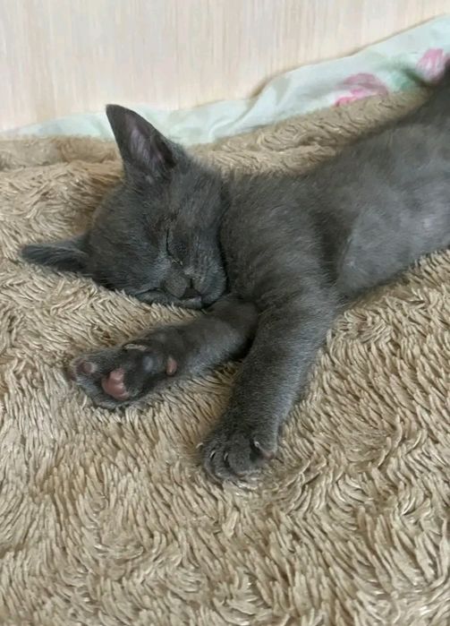 Киз, яхши колларга бераман