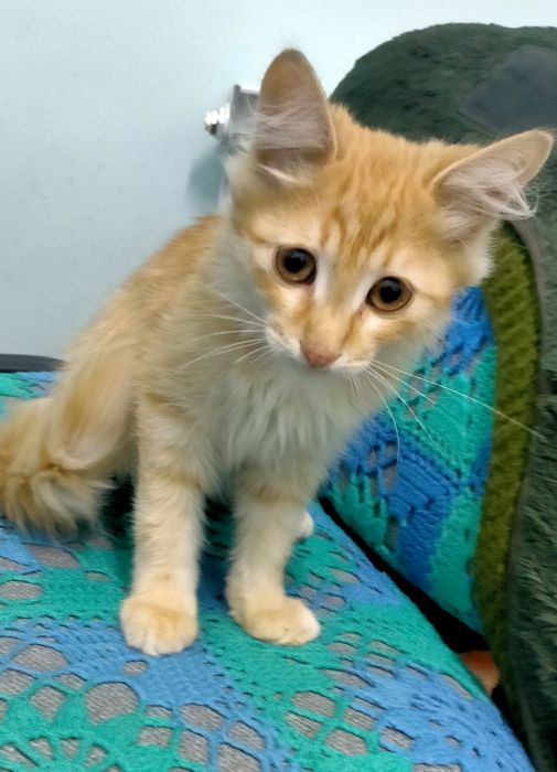 СРОЧНО!!!Отдам в ДОБРЫЕ РУКИ котика!