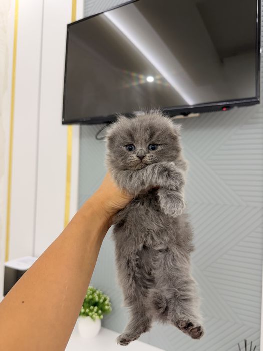 Котята Британцы