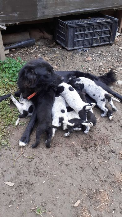 CATEI spre adoptie