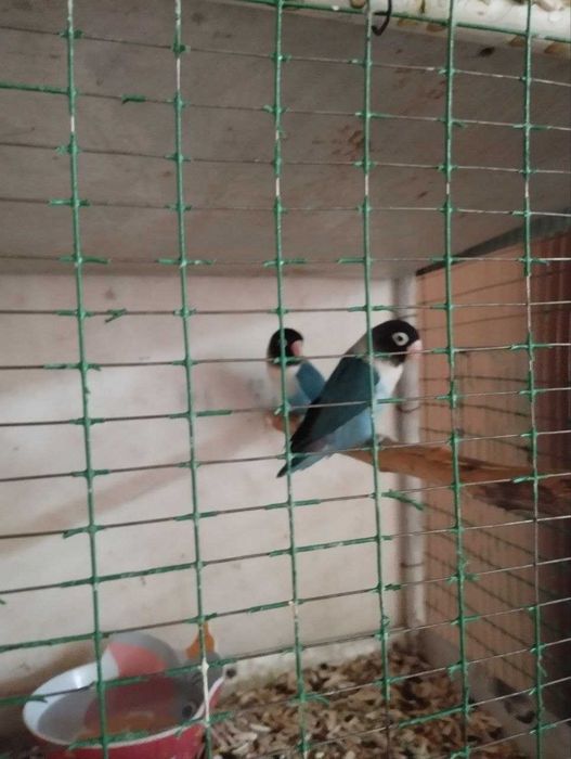 Nerazluchnik maska para sotiladi