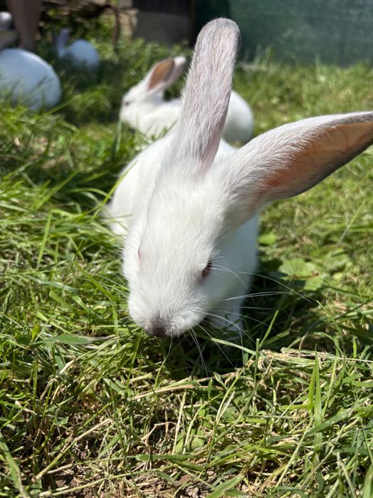 Pui de iepurași Californieni