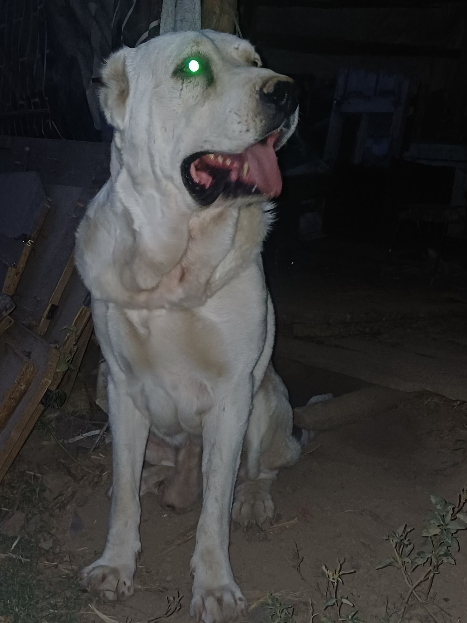 It sotiladi zoti Alabay
