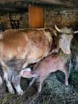 Vând Vaca Baltata românească cu vitel
