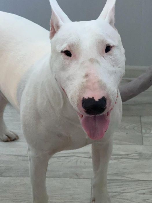 Вязка бультерьер