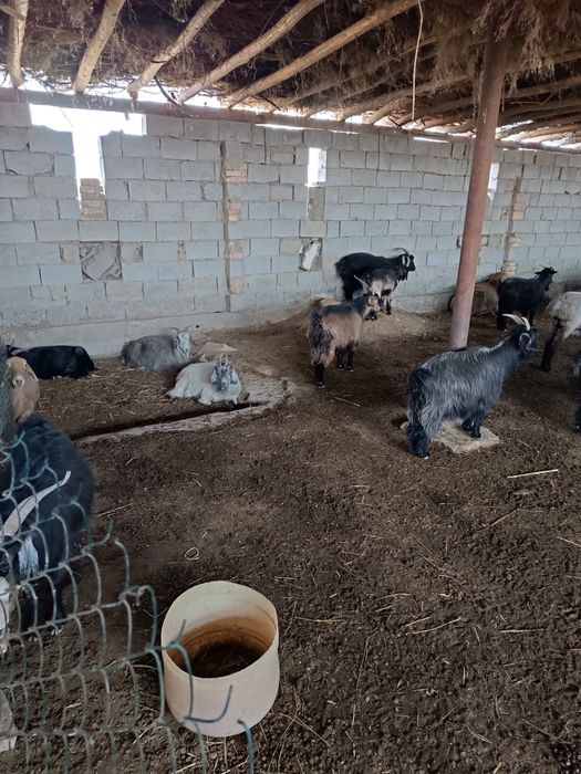 Боқилган эчки ва улоқлар тирик вазинга сотилади