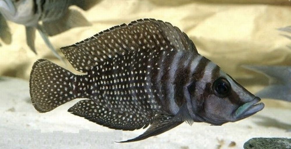 Altolamprologus Calvus "Black"
