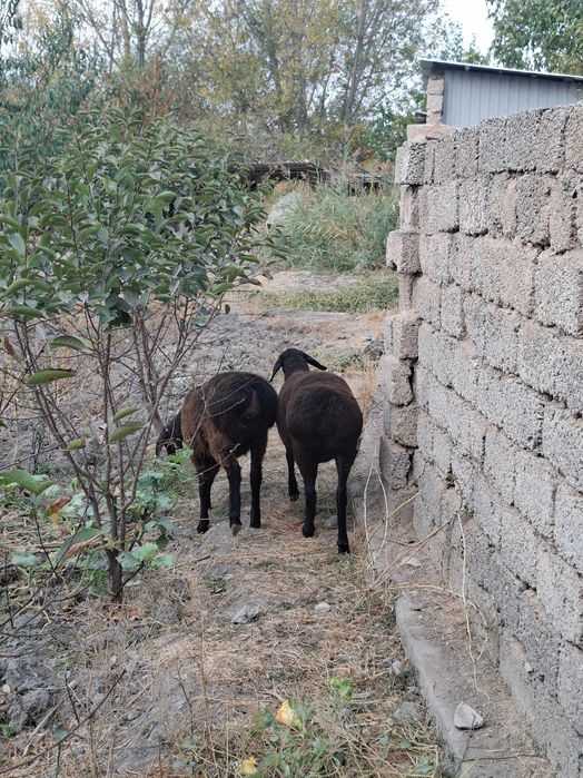 Qo'zi qo'y, bu yilgi