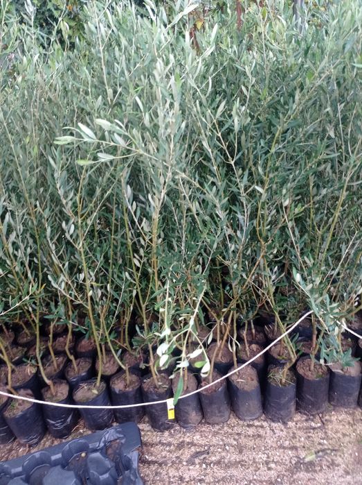 Маслини Студоустоичиви