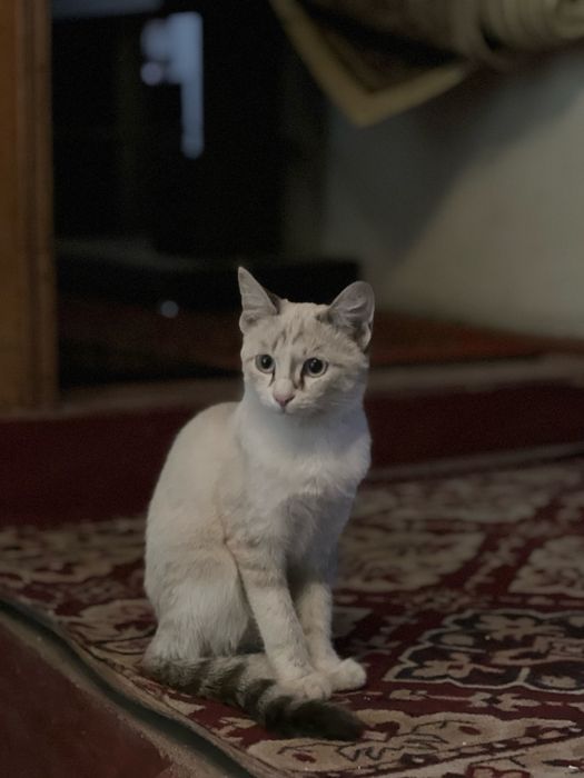 Mushuk siyamskiyni bolasi