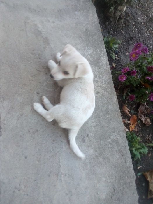 Джак Ръсел Териер