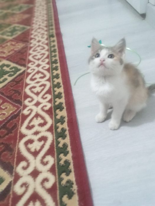 2 ayliq Pishiq balasi jaqsi qollarga beriledi ( esheyin)